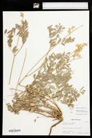Hedysarum boreale subsp. mackenziei image