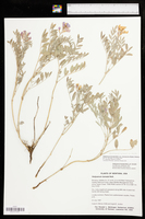 Hedysarum boreale subsp. boreale image