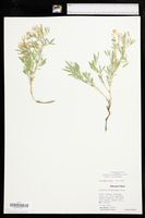 Lathyrus decaphyllus image