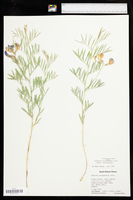 Lathyrus decaphyllus image