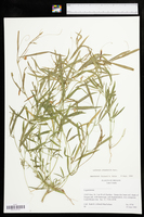 Lathyrus sphaericus image