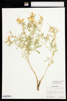 Lupinus argenteus var. parviflorus image