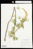 Lupinus argenteus var. fulvomaculatus image