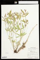 Orbexilum pedunculatum var. pedunculatum image