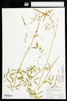 Mimosa nuttallii image