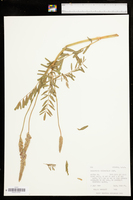 Onobrychis viciifolia image