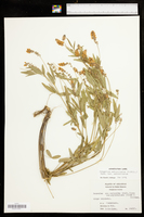 Orbexilum pedunculatum var. pedunculatum image