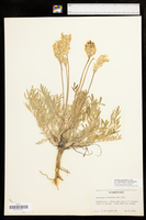 Oxytropis campestris var. columbiana image