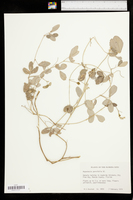 Rhynchosia parvifolia image