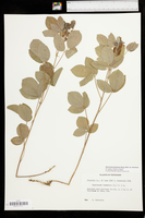 Rhynchosia tomentosa var. tomentosa image