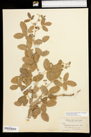 Rhynchosia tomentosa var. tomentosa image