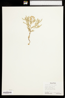 Sophora nuttalliana image