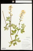 Thermopsis macrophylla var. venosa image