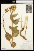 Agnorhiza reticulata image