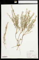Ambrosia linearis image