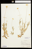 Tetraneuris linearifolia var. arenicola image