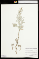 Ambrosia grayi image
