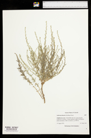 Ambrosia linearis image