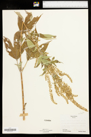 Ambrosia trifida image