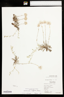 Antennaria neglecta image