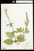 Ambrosia trifida image