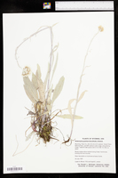 Antennaria pulcherrima image