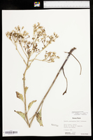 Arnoglossum plantagineum image
