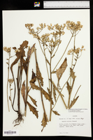 Arnoglossum sulcatum image