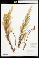 Artemisia campestris subsp. pacifica image