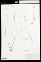 Astranthium ciliatum image