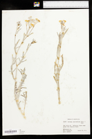 Baileya pauciradiata image
