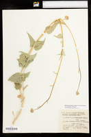Bahiopsis reticulata image