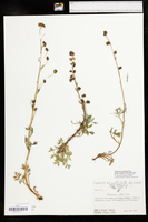 Artemisia arctica subsp. arctica image