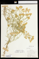 Brickellia eupatorioides var. corymbulosa image