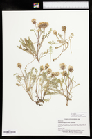 Chaenactis douglasii var. alpina image