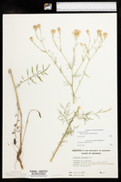 Centaurea stoebe image