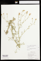 Centaurea stoebe subsp. micranthos image