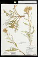 Cirsium pulcherrimum image