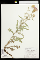 Cirsium flodmanii image