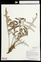 Cirsium clavatum image