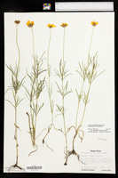 Coreopsis grandiflora image