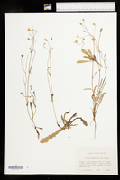 Crepis capillaris image