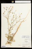 Croptilon hookerianum var. validum image