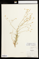 Croptilon hookerianum var. validum image