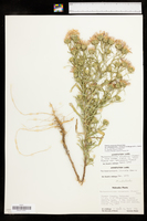Dieteria canescens var. nebraskana image