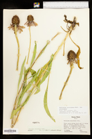 Echinacea atrorubens image