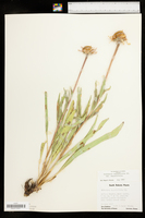 Echinacea angustifolia image