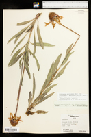 Echinacea angustifolia var. strigosa image