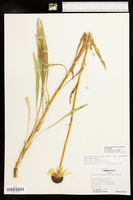 Echinacea paradoxa var. paradoxa image