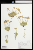 Erigeron chrysopsidis subsp. austinae image